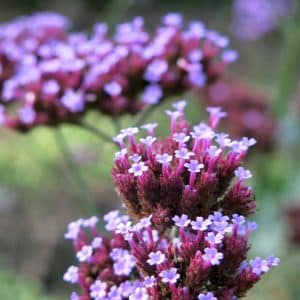 Graines Verveine Buenos Aires bio - Graines del pais