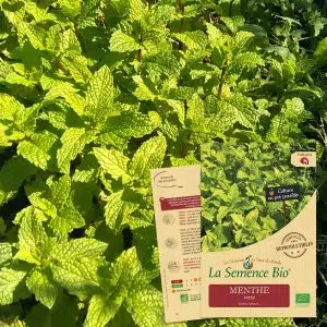 Graines Menthe verte bio - La semence bio