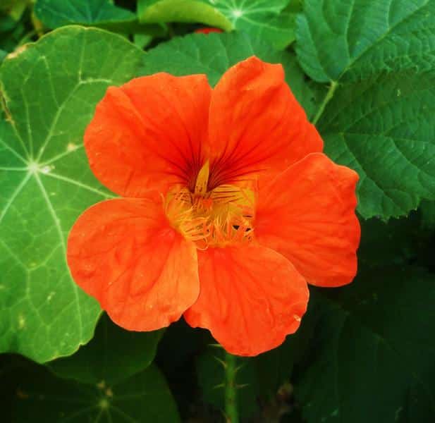 Graines Capucine grande bio – Graines del pais 2