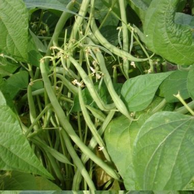 Graines Haricot nain Fin Bagnols bio - Graines del pais