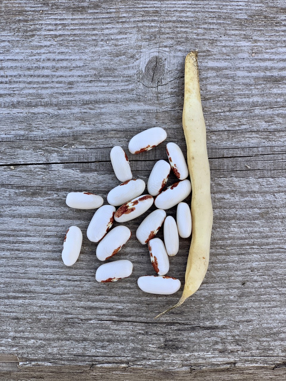 Graines Haricot nain Saint-Esprit à œil rouge à écosser bio – Ferme de Sainte Marthe 1