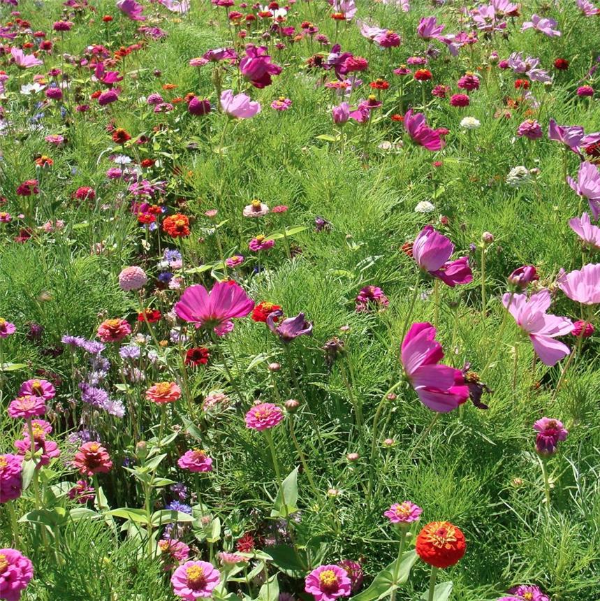 Graines Jachère fleurie haute non traitée – Ferme de sainte Marthe