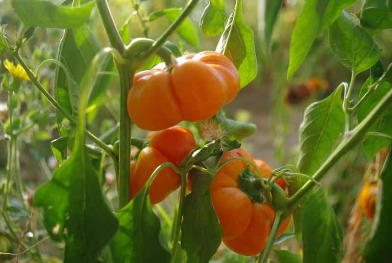 Graines Poivron mandarine bio – Graines del pais 1