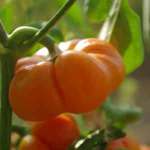 Graines Poivron mandarine bio - Graines del pais 2