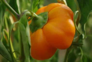 Graines Poivron mandarine bio - Graines del pais