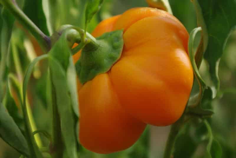 Graines Poivron mandarine bio – Graines del pais
