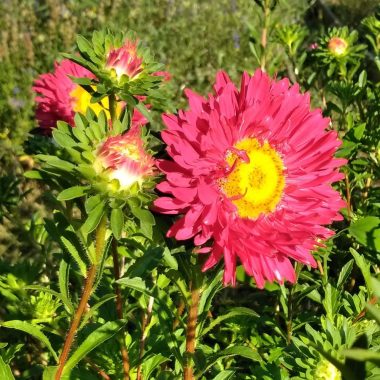 Graines Reine Marguerite Rouge bio - Graines del pais 1