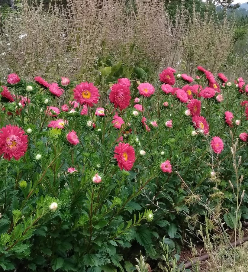 Graines Reine Marguerite Rouge bio - Graines del pais