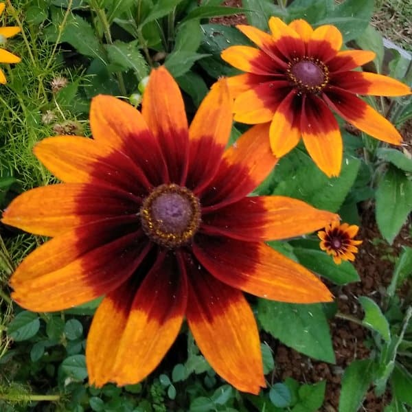 Graines Rudbeckia couleur d’automne bio – Graines del pais 1