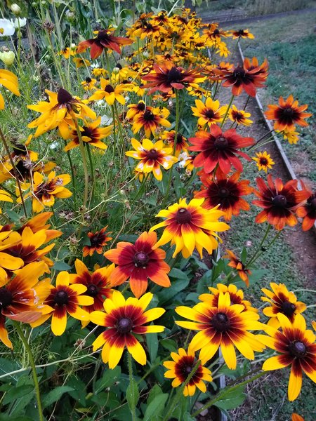 Graines Rudbeckia couleur d’automne bio – Graines del pais