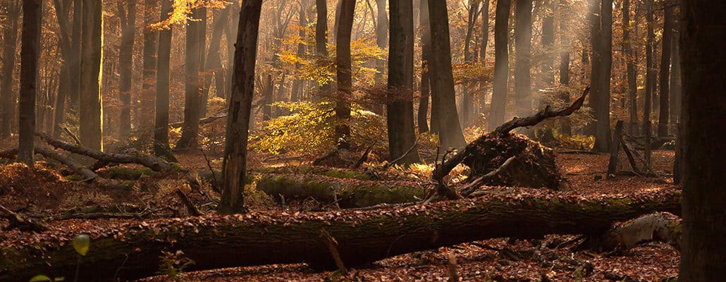 Acheter des forêts pour les protéger | 4 saisons n°244