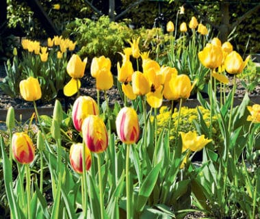Des tulipes en paniers | 4 saisons n°244 5