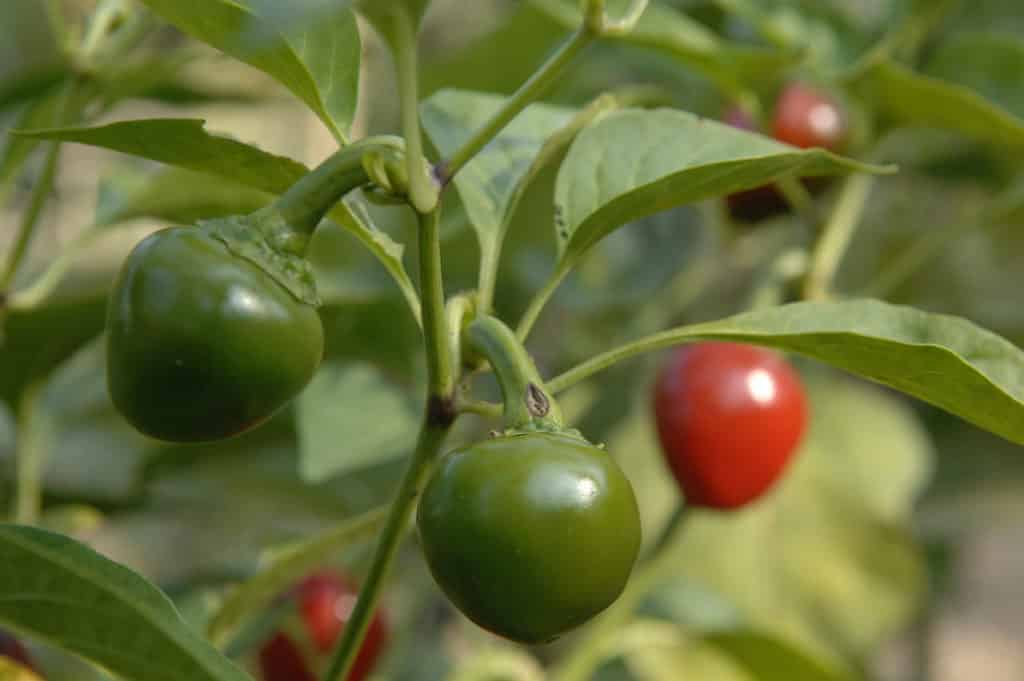 Expérimentation: Poivrons sur le gril 2