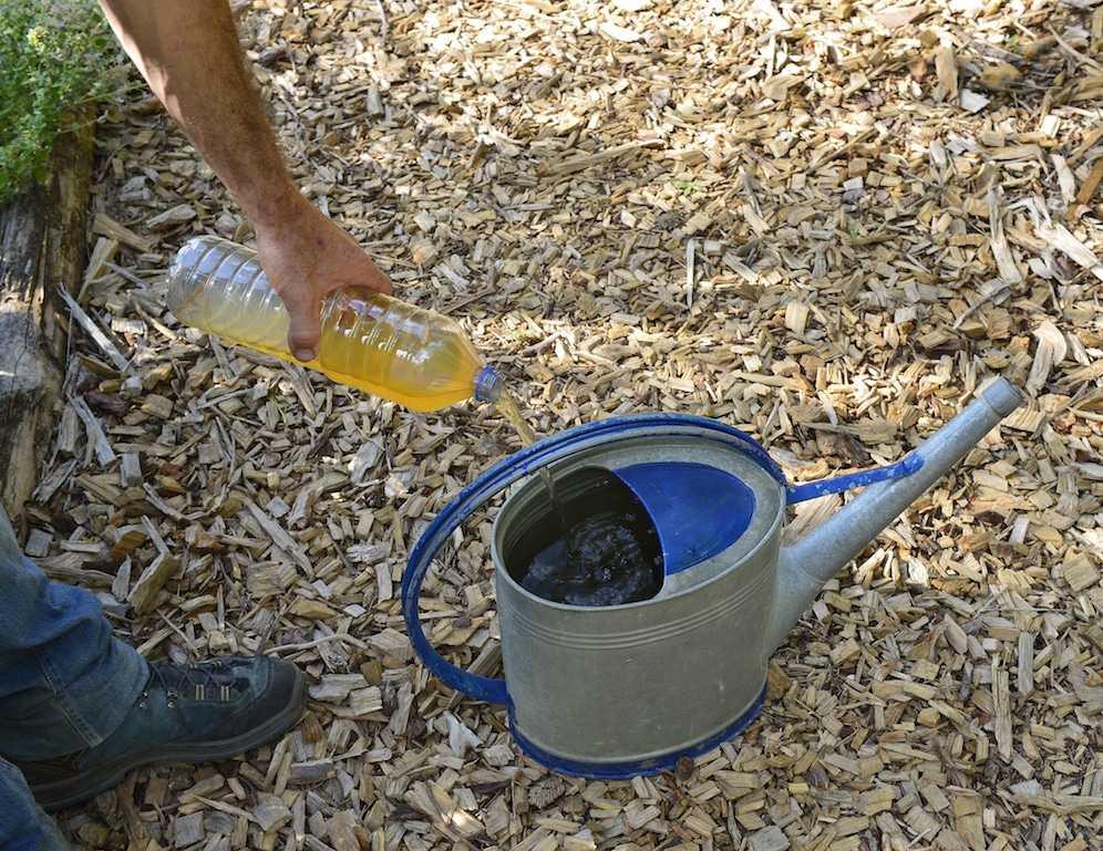 Expérimentation:  Urine, de l’or au jardin 1