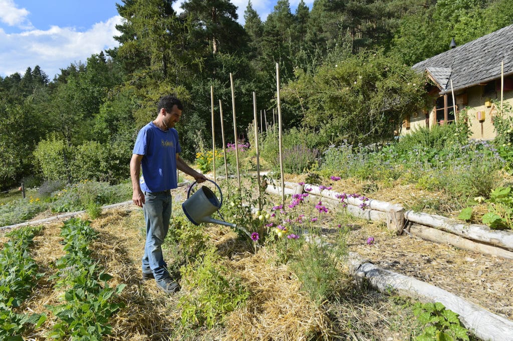 Expérimentation:  Urine, de l’or au jardin 3