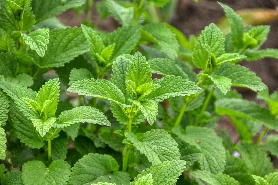 Mélisse officinale : plantation, entretien, soin