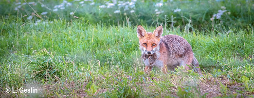 Le campagnol et le renard | 4 saisons n°244