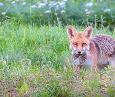 Le campagnol et le renard | 4 saisons n°244