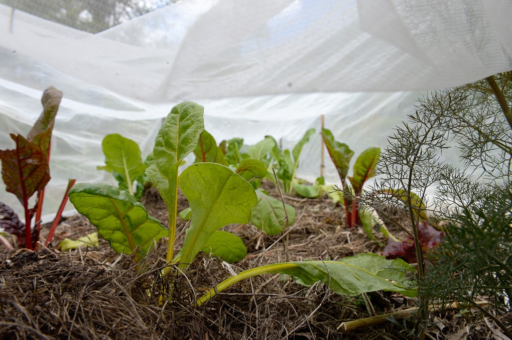 Voile d'hivernage et de forçage P30 - Jardin et Saisons