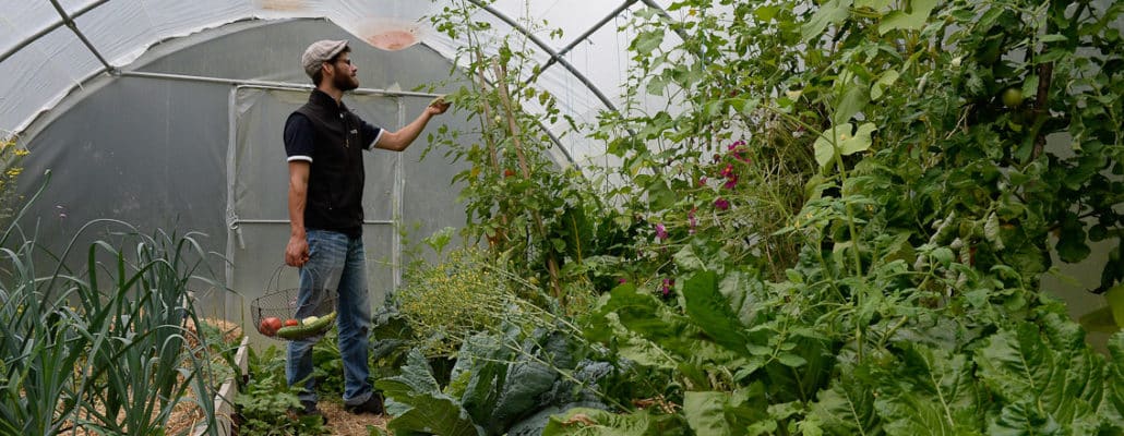 Banc d'essai: tomates, les jardiniers dégustent