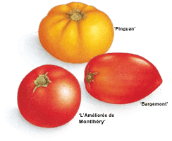 Banc d'essai: tomates, les jardiniers dégustent 4