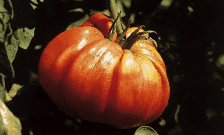 Banc d'essai: tomates, les jardiniers dégustent 5