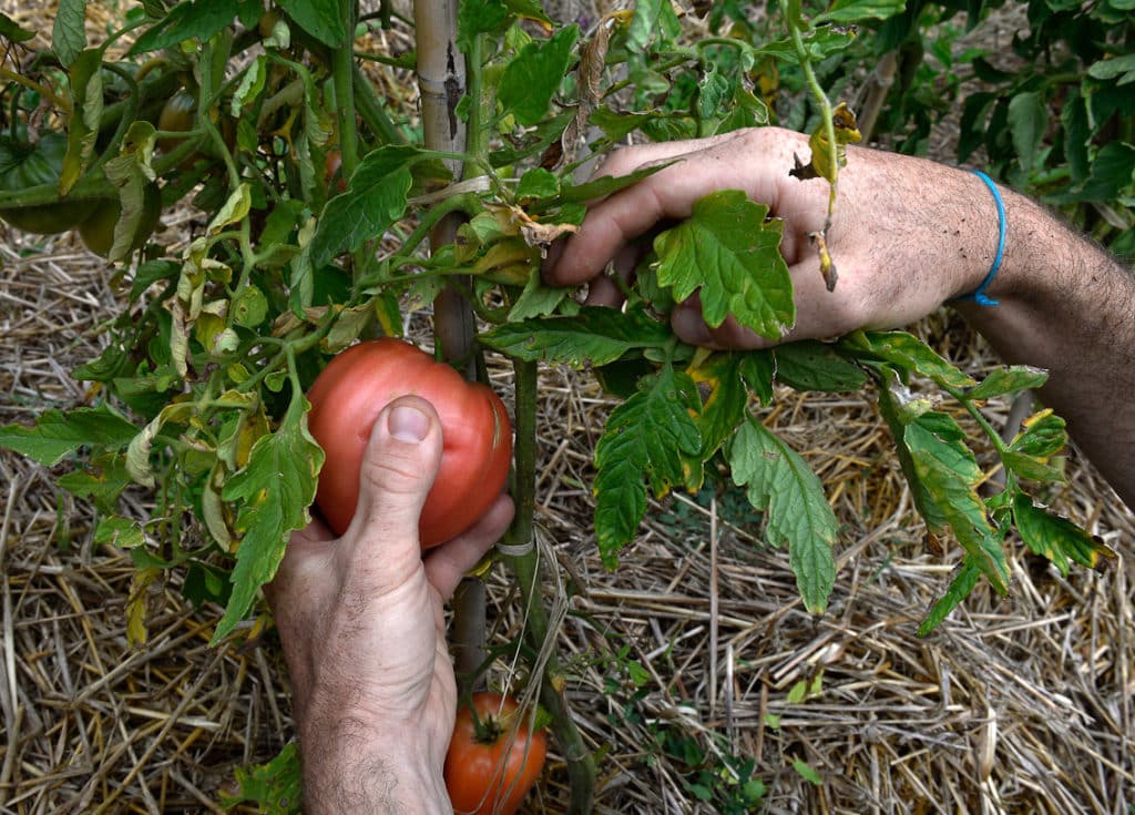 Banc d'essai: tomates, les jardiniers dégustent 6