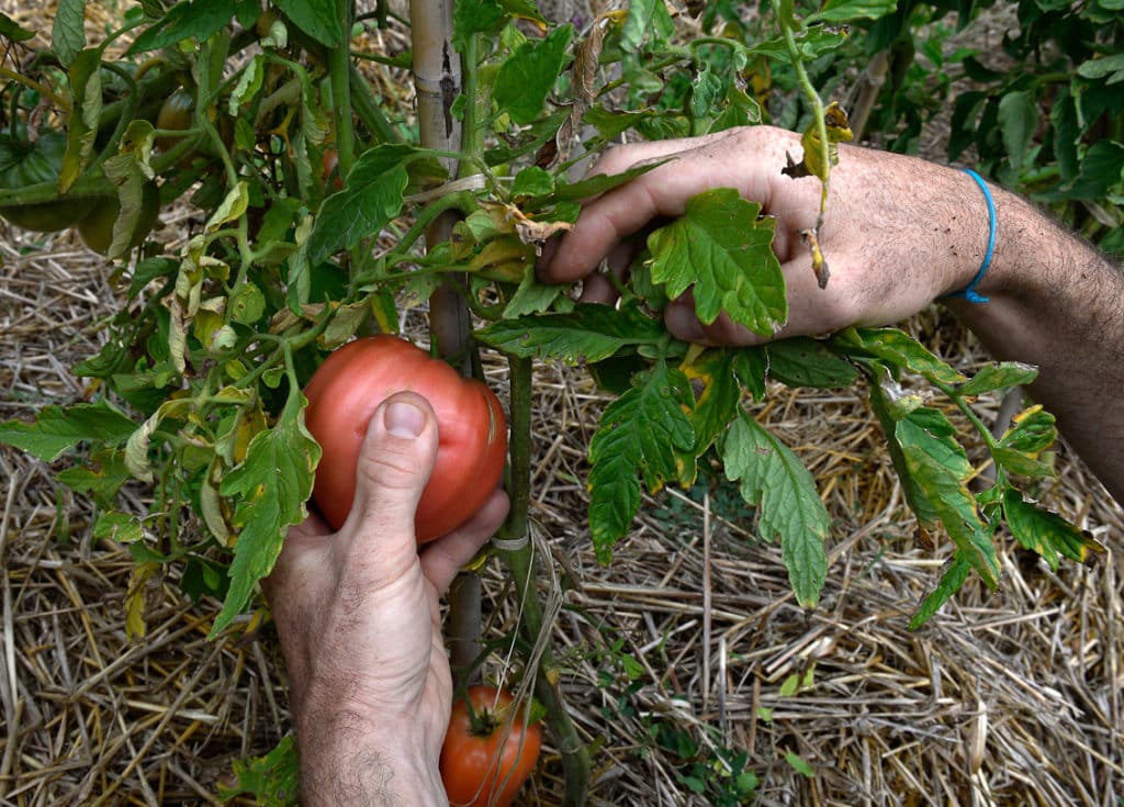 Graines de tomates et de concombres - sélection de 4 variétés