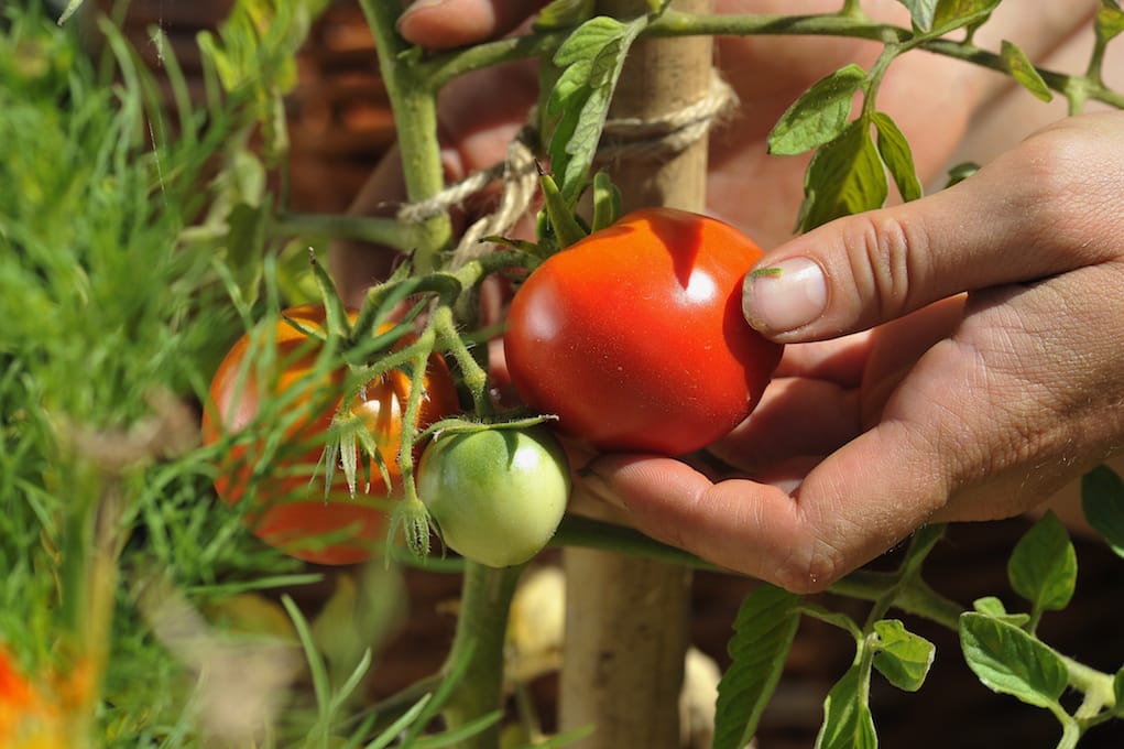 Banc d'essai: tomates, les jardiniers dégustent 7