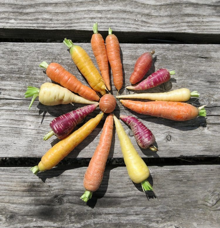 Carottes au banc d'essai 4