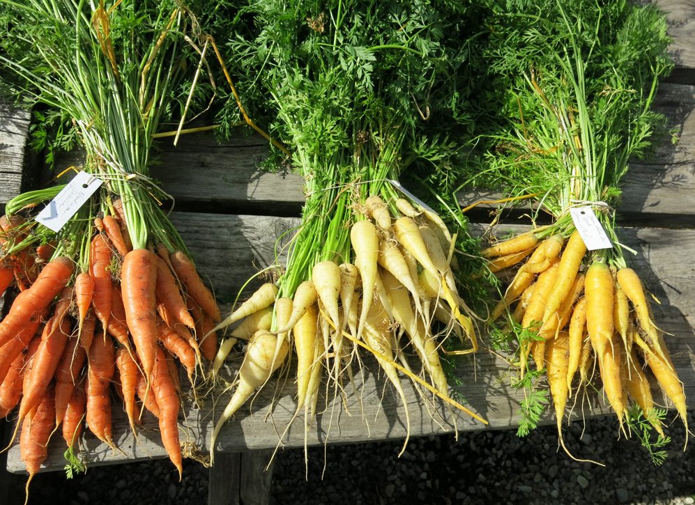 Carottes au banc d'essai 5