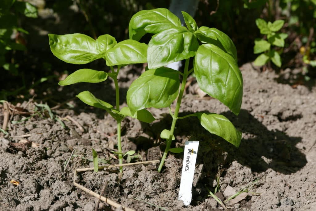 Expérimentation: basilic, une gamme parfumée 2