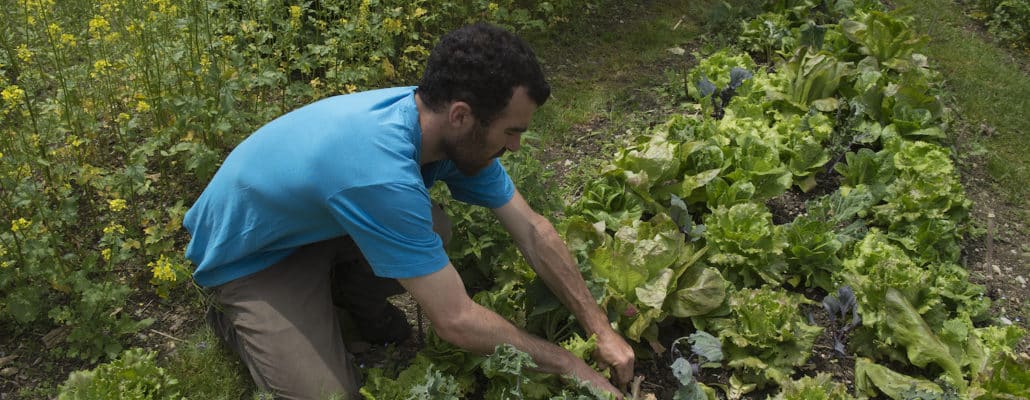 Expérimentation: Nos meilleures laitues de printemps