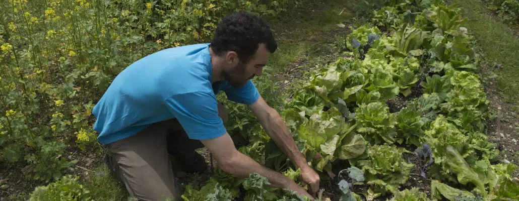 Expérimentation: Nos meilleures laitues de printemps