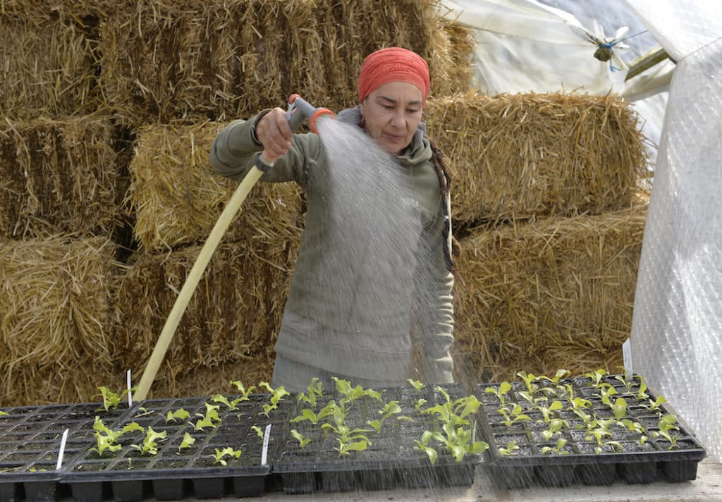 Expérimentation : Nos meilleures laitues de printemps