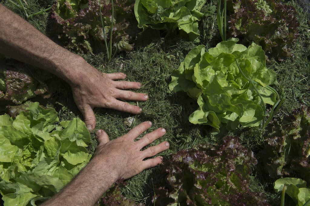 Expérimentation : Nos meilleures laitues de printemps 1