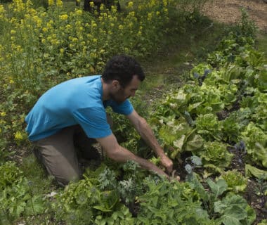 Expérimentation: Nos meilleures laitues de printemps