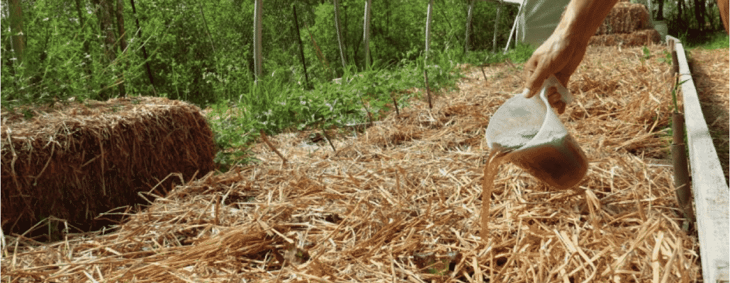 Expérimentation: Thé de compost