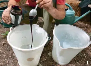 Expérimentation: Thé de compost 2