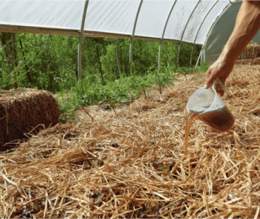 Expérimentation: Thé de compost