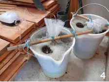 Expérimentation: Thé de compost 5