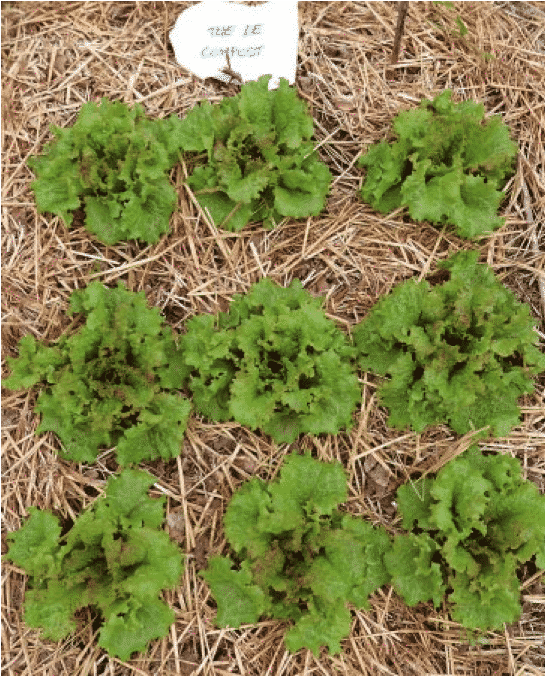 Expérimentation : Thé de compost