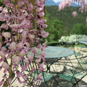 Glycine sur la terrasse