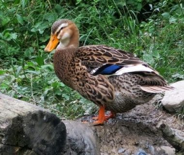 Canard de Rouen