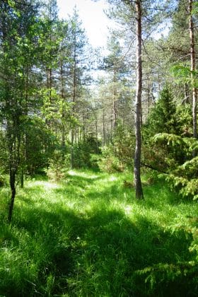 Clairière sentier