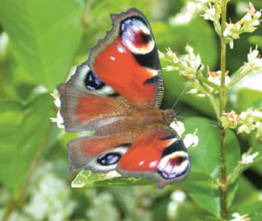 Jardin nature : septembre/octobre | 4 saisons n°244 1