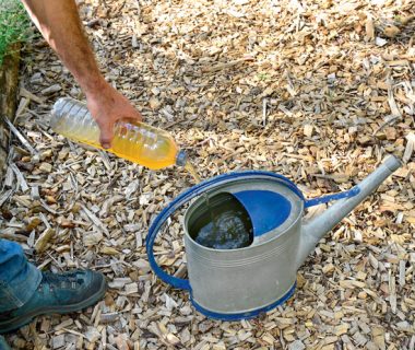 Ils ont testé l'urine au jardin | 4 saisons n°228 1