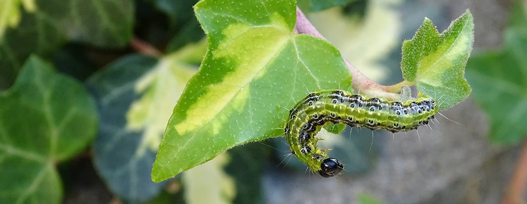 Ils veulent en finir avec cette mauvaise pyrale | 4 saisons n°229