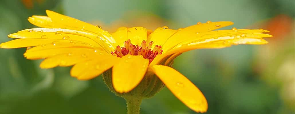 Faire son macérat de calendula | 4 saisons n°233 2