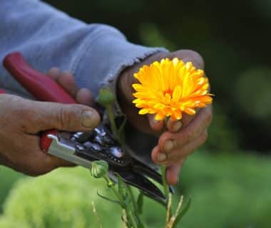 Faire son macérat de calendula | 4 saisons n°233 3